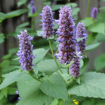 Hyssop Seeds – Lavender