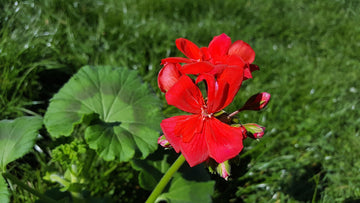 Pelargonium Seeds – Geranium