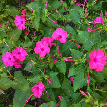 Four O'Clock Seeds