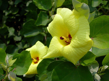Hibiscus Hamabo Seeds – Hardy Shrub, Long Blooming