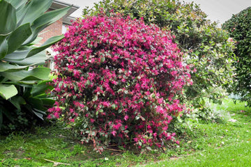 Fringe Seeds – Ornamental