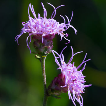 Liatris Seeds – Ligulistylis