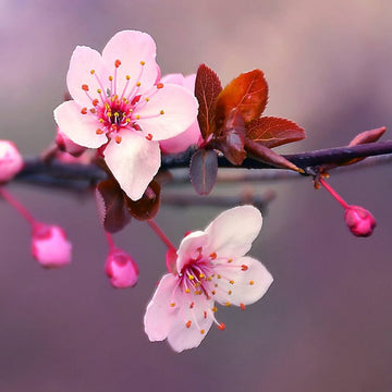 Japanese Cherry Seeds –  Ornamental