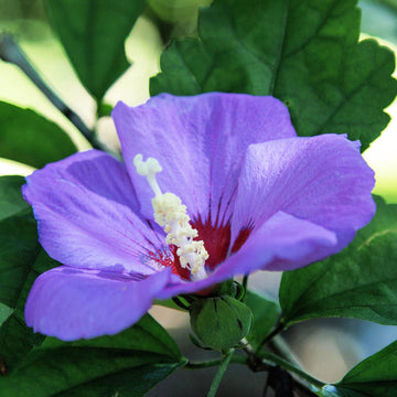 Hibiscus Seeds – Syriacus