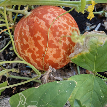 Melon Seeds - Tiger