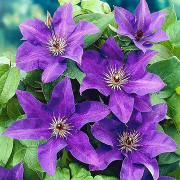 Clematis Seeds – Purple