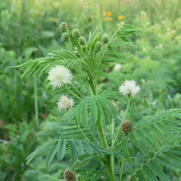 Illinois Bundle Seeds – Native Perennial Legume
