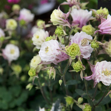 Columbine Seeds – Winky Double Rose