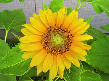 Sunrich Gold Seeds – Helianthus Annuus