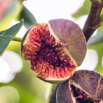 Fig Seeds – Black Madeira