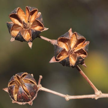 Brown Myrtle Seeds