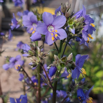Jacob's Ladder Seeds – Purple Rain