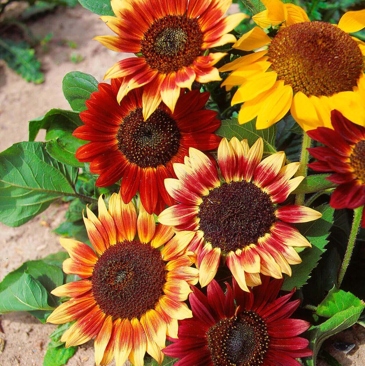 Sunflower Seeds – Mix Colors