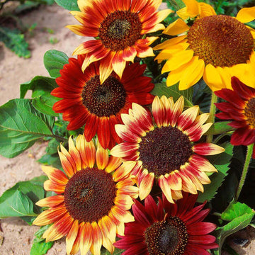 Sunflower Seeds – Mix Colors
