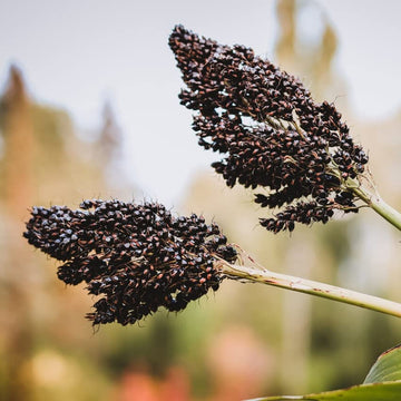 Sorghum Seeds – Black
