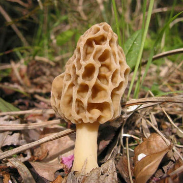 Morel Mushroom Spawn Seeds – Gourmet