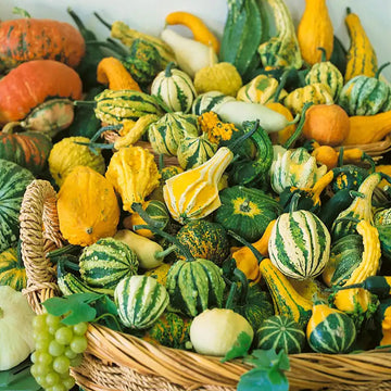Thorn Gourd Seeds – Spiny Gourd