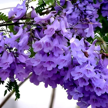 Jacaranda Cuspidifolia Seeds – Lavender Trumpet Tree
