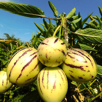 Pepino Seeds – Solanum Muricatum