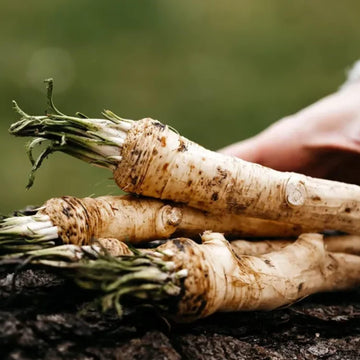 Horseradish Seeds – Russian