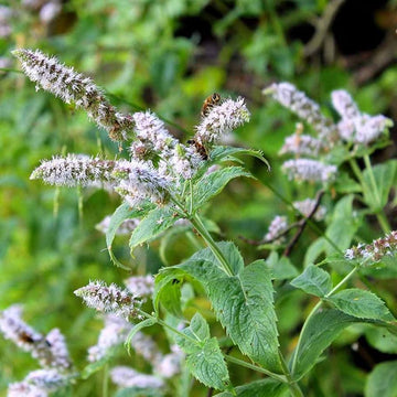 Mint Seeds – Peppermint