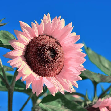 Sunflower Seeds – Pink