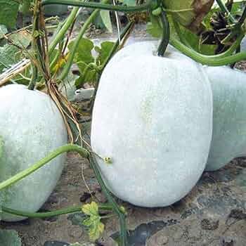 Ash Gourd Seeds