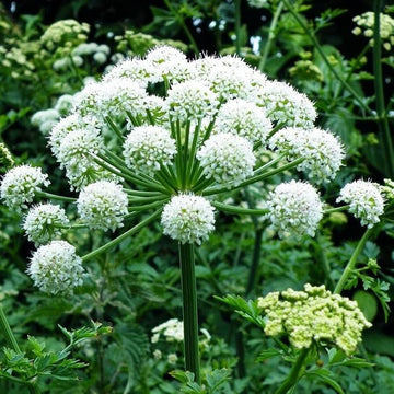 Angelica Seeds
