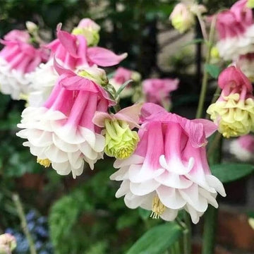 Aquilegia Seeds – Pink Petticoat