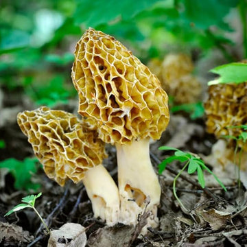 Morel Mushroom Spawn Seeds – Gourmet