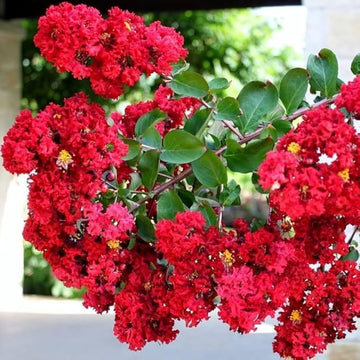 Crape Myrtle Seeds – Red