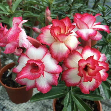 Desert Rose Seeds – Double Bloom