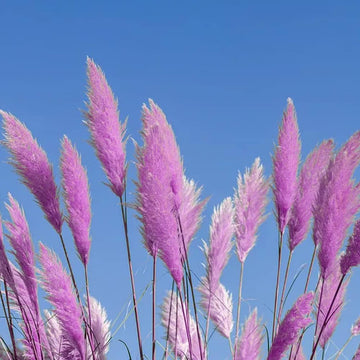 Pampas Grass Seeds – Purple