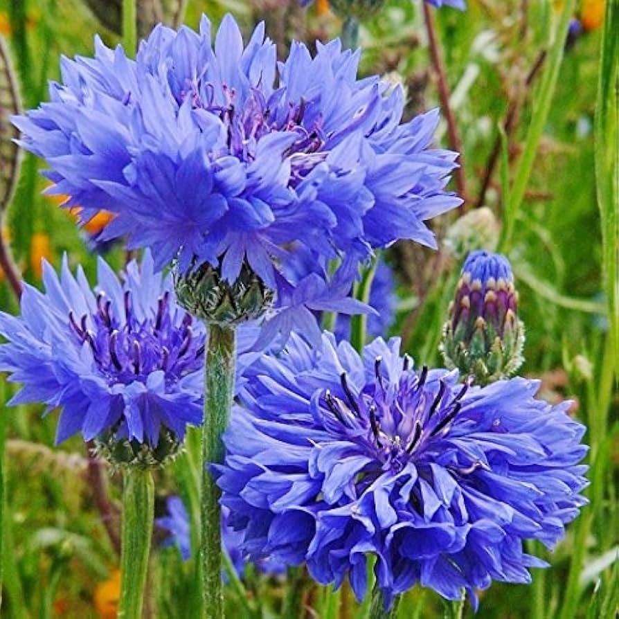 Bachelor Buttons Seeds – Double Blue