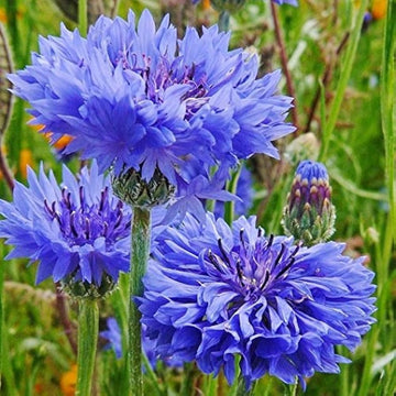 Bachelor Buttons Seeds – Double Blue