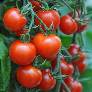 Tomato Seeds – Campari