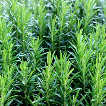 Rosemary Seeds – Dark Green