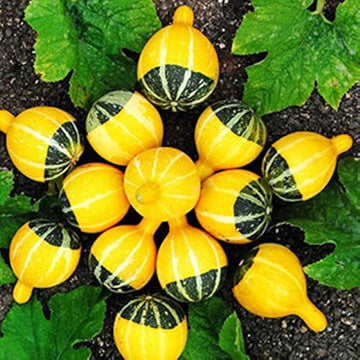 Gourd Seeds – Orange Black Ornamenta