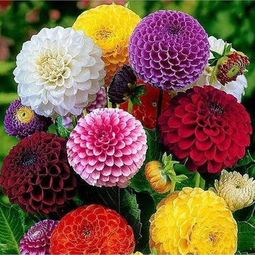 Dahlia Seeds – Large Bloom