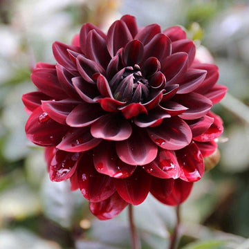 Dahlia Seeds – Karma Choc