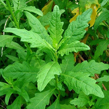 Epazote Seeds – Herbaceous