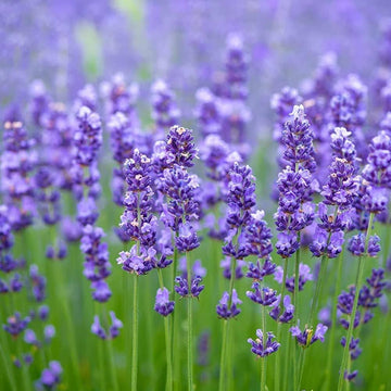 Lavender Mint Seeds