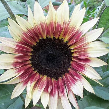 Sunflower Seeds – Creme and Pink