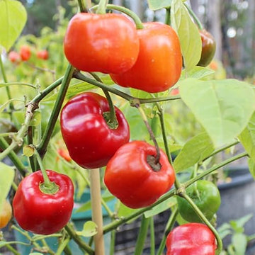 Rocoto Seeds – Spicy Pepper