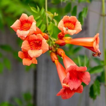 Trumpet Vine Seeds – Campsis Radicans