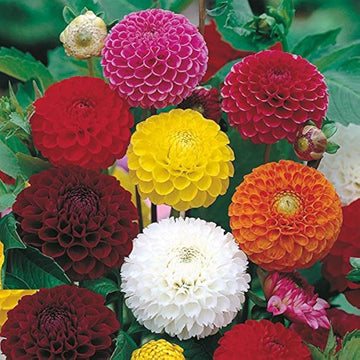 Dahlia Seeds – Large Bloom