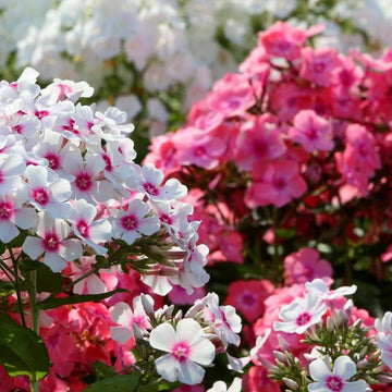 Phlox Seeds – Mixed Color