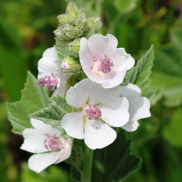 Marshmallow Seeds – White Althaea officinalis