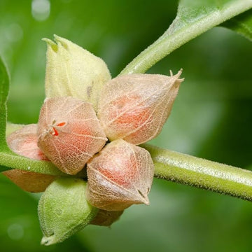 Ashwagandha Seeds