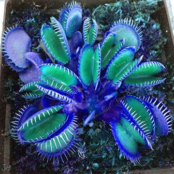 Venus Fly trap Seeds – Blue Exotic
